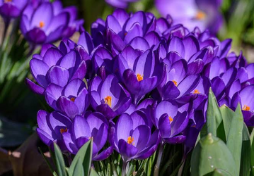 Крокуси
