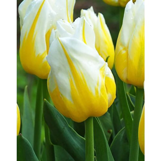 Тюльпан Flaming Coquette 5шт 1074 фото