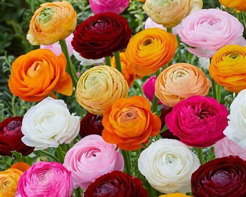 Ранункулюс (Ranunculus) Мікс 8шт 1935 фото