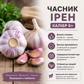 Часник Ірен преша репродукція, калібр 6+ 1кг 1936 фото