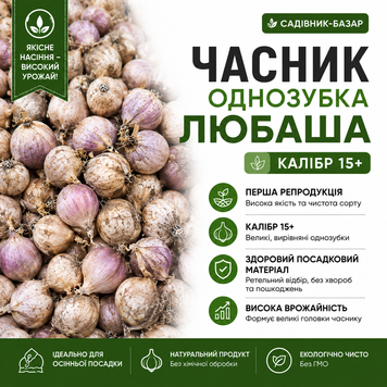 Часник Любаша Однозубка 500г,  калібр 15+ 1587-15 фото