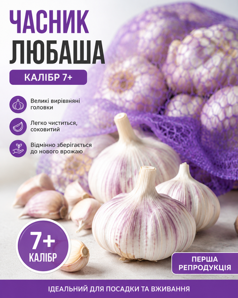 Часник Любаша (калібр 7+) &mdash; перша репродукція, 1кг 1901 фото