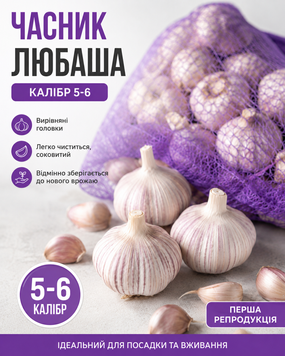 Часник Любаша (калібр 5&ndash;6) &mdash; перша репродукція, 1кг 1902 фото